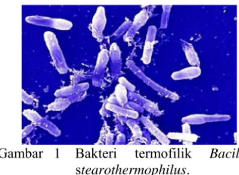 Gambar   1    Bakteri     termofilik     Bacillus                                stearothermophilus
