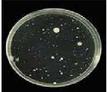 Gambar 3 Koloni tunggal bakteri. 
