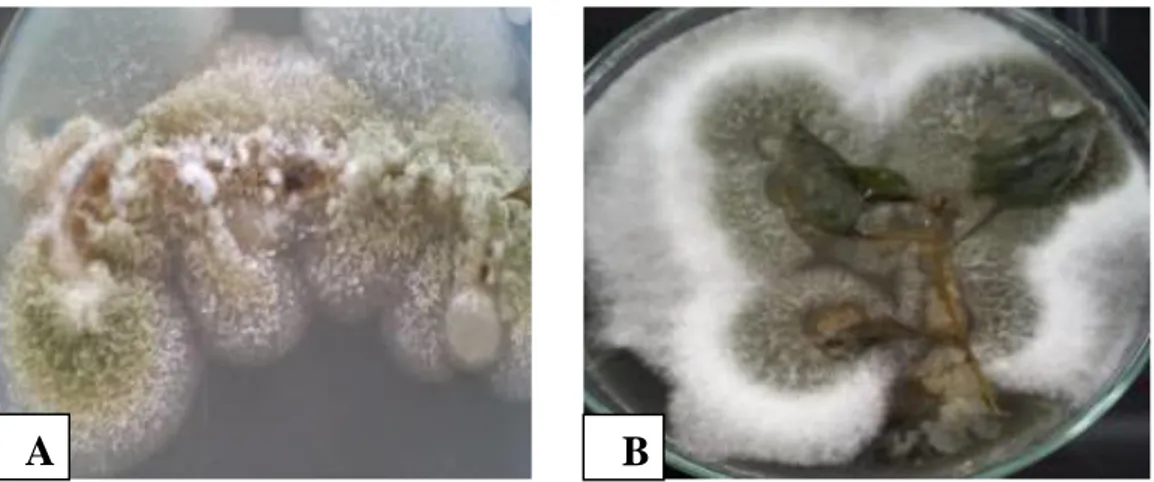 Gambar 10.  Reisolasi jamur patogen dari tanaman cabai pada media PDA (A) reisolasi  jamur patogen F