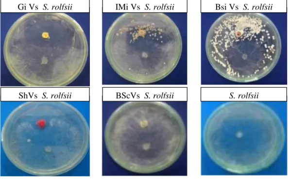 Gambar 1. Zona hambatan isolat Streptomyces sp. Terhadap Sclerotium rolfsii 