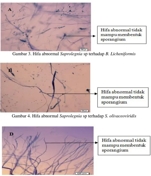 Gambar 3. Hifa abnormal Saprolegnia sp terhadap B. Licheniformis 