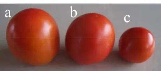 Gambar 2 Perbedaan kualitas buah tomat ;  grade A (a), grade B (b) dan  grade C (c). 