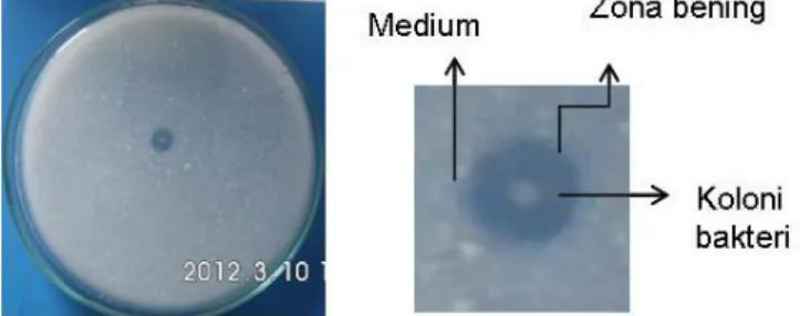 Gambar  1.  Bentuk  koloni  bakteri    MII 2.1