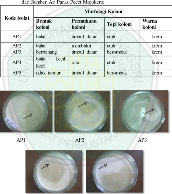 Tabel  4.1  Karakteristik  Morfologi  Koloni  Bakteri  Termofilik  Proteolitik  Hasil  Isolasi  dari  Sumber  Air  Panas Pecet Mojokerto 