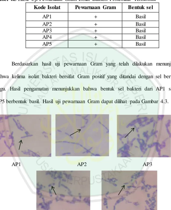 Tabel 4.3 Hasil  Uji  Pewarnaan  Gram  Isolat  Bakteri  Proteolitik  Termofilik  Kode Isolat  Pewarnaan  Gram  Bentuk sel 