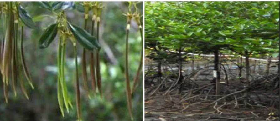 Gambar 1.  Buah (A)  dan Pohon (B) Rhizophora sp. (Noor, dkk ,  2006) 