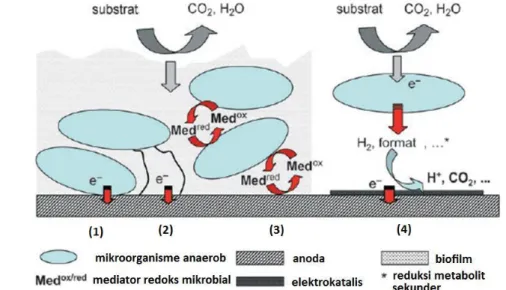 Gambar 8 Mekanisme transfer elektron (Rosenbaum et al. 2006)