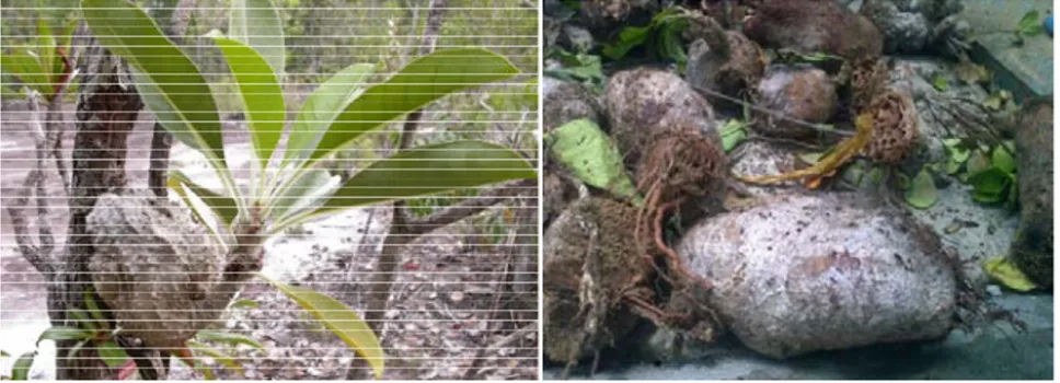 Gambar 1. Sarang Semut (Myrmecodia tuberosa (Jack) Bl.) (Lok dan Tan, 2009). 