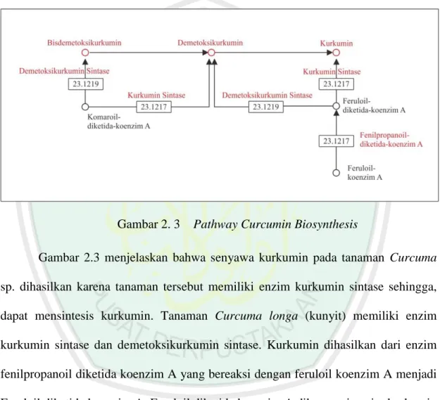 Gambar 2. 3  Pathway Curcumin Biosynthesis 