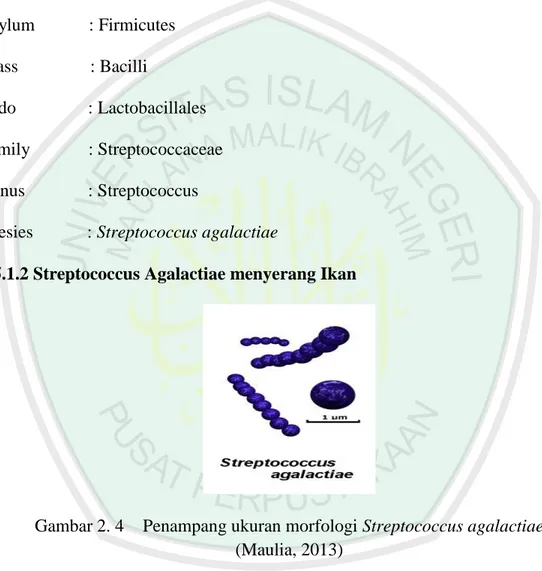 Gambar 2. 4  Penampang ukuran morfologi Streptococcus agalactiae   (Maulia, 2013) 