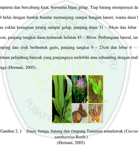 Gambar 2. 1  Daun, bunga, batang dan rimpang Tanaman temulawak (Curcuma   xanthorriza Roxb.) 