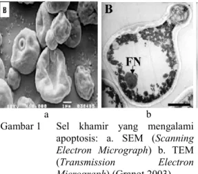 Gambar 1  Sel  khamir  yang  mengalami  apoptosis:  a.  SEM  (Scanning  Electron  Micrograph)  b