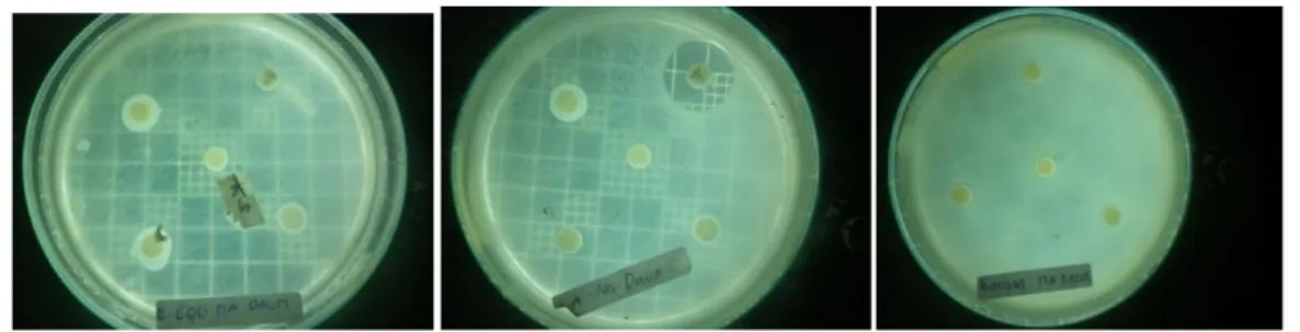 Gambar  11.  Uji  kemampuan  antimikroba  isolat  BED  terhadap  bakteri  E.coli, S. aureus dan B