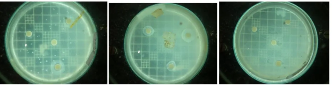 Gambar  14.  Uji  kemampuan  antimikroba  isolat  BEB  1  terhadap  bakteri  E.coli, S