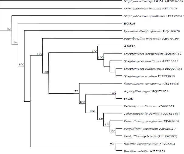 Gambar  2.  Pohon  filogeni  yang  dikonstruksi  berdasarkan  algoritma  Neighbour-joining  (Saitou  &amp;  Nei,  1987)  yang  menunjukkan  hubungan  kekerabatan  antara  strain  mikrobia  rizosfer  terpilih  dengan  strain  acuan  atas  dasar  sequence ge
