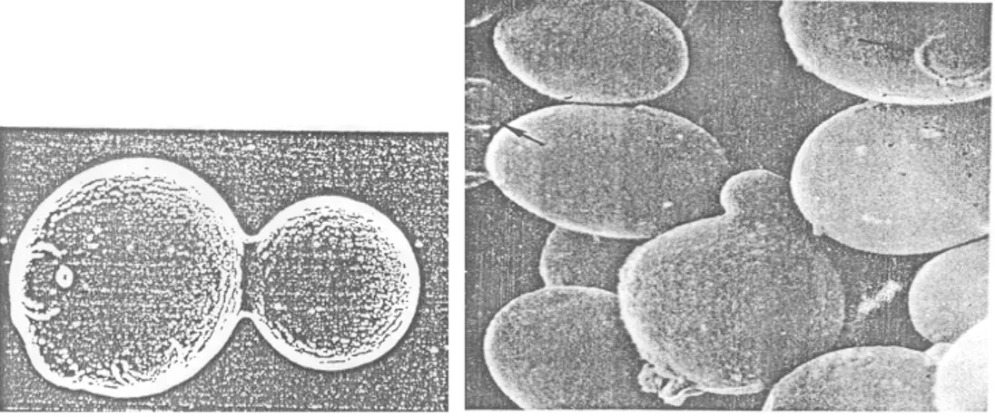 Gambar 8.1  Sel ragi yang membentuk tunas (budding)  (sumber: Brock &amp; Madigan,1991) 