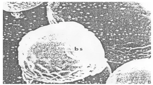Gambar 8.4 Pembentukan Pseudohyphae pada ragi 