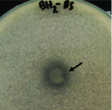 Gambar 2  Zona hambat yang terbentuk pada akti- akti-vitas antibakteri isolat BH2 terhadap B.­
