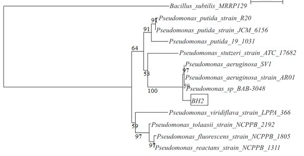 Gambar 4  Pohon filogenetik berdasarkan sekuen gen 16S rRNA dari isolat BH2