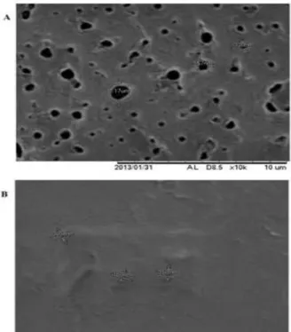 Gambar 1. Scanning Electron Microscope Gambar dari BSA-glutaraldehydePermukaantanpa OPH (A) dandengan OPH (B)
