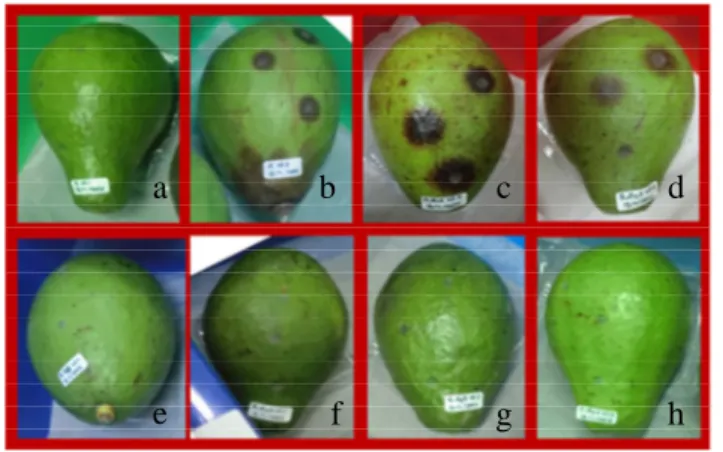 Gambar 12   Hasil inokulasi C. gloeosporioides pada buah avokad (5 hari setelah   inokulasi: perlakuan benomil (a), tanpa perlakuan (b), perlakuan  khamir isolat A12(c), perlakuan khamir isolat A31(d), perlakuan  khamir isolat A33 (e), isolat A35 (f), isol