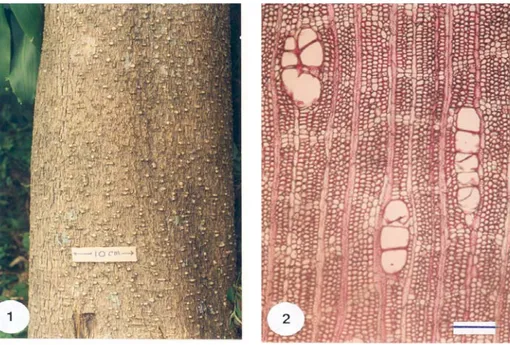 Gambar 1. Alstonia scholaris:  permukaan pepagan, skala 10 cm.;  
