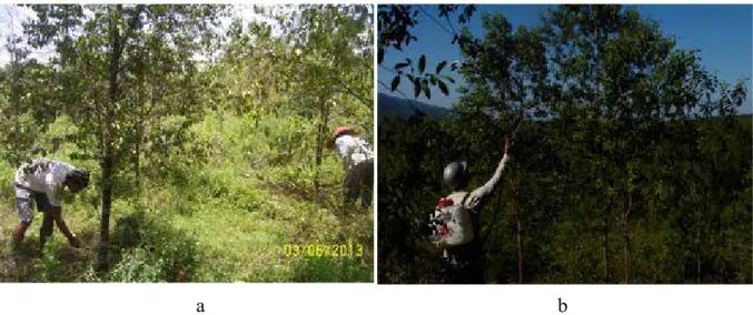 Gambar 2.  Pemeliharaan Tanaman di Plot Konservasi Eks-situ Watusipat  