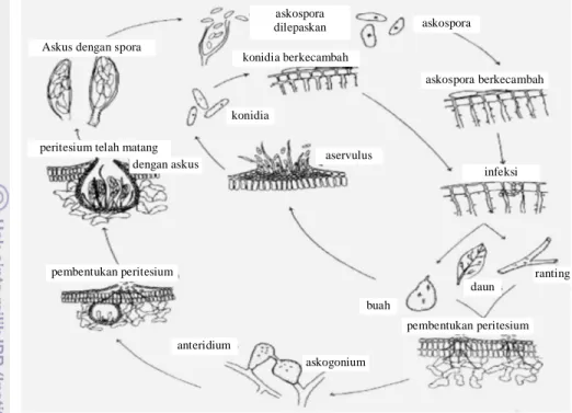 Gambar 5  Siklus hidup C. gloeosporioides pada avokad (Kotzé 1978)  Patogen bertahan di dalam biji,  sampah, dan  gulma inang, dan dipencarkan  melalui  percikan  air,  aliran  air,  serangga  atau  benda  lain  yang  menyentuh  cendawan