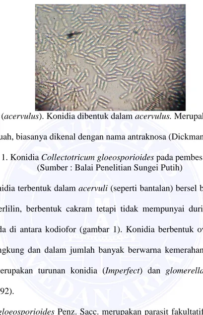 Gambar 1. Konidia Collectotricum gloeosporioides pada pembesaran 400 kali  (Sumber : Balai Penelitian Sungei Putih) 