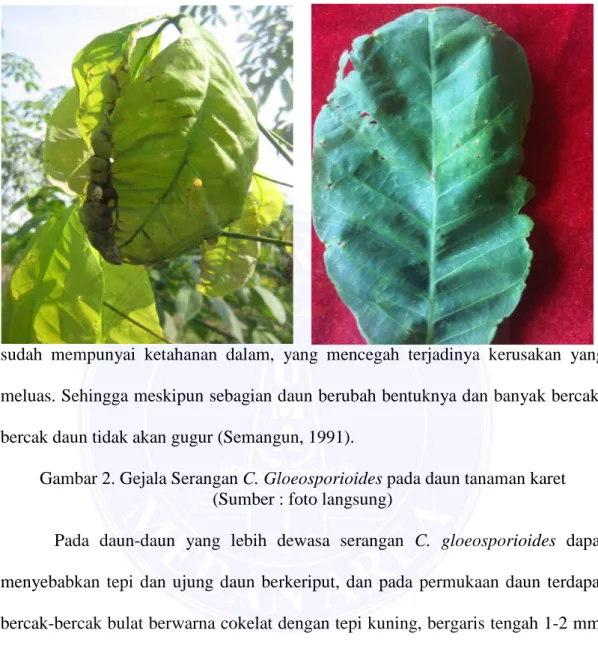 Gambar 2. Gejala Serangan C. Gloeosporioides pada daun tanaman karet  (Sumber : foto langsung) 