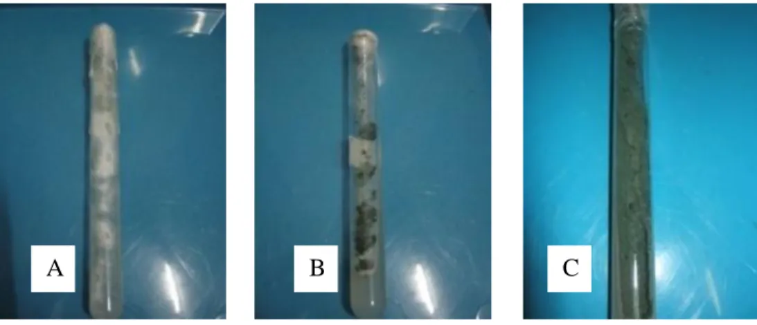Gambar 2. : (A) Trichoderma sp pada umur 3 hsi, (B) Trichoderma sp pada umur 5 hsi, (C) Trichoderma sp  pada umur 7 hsi