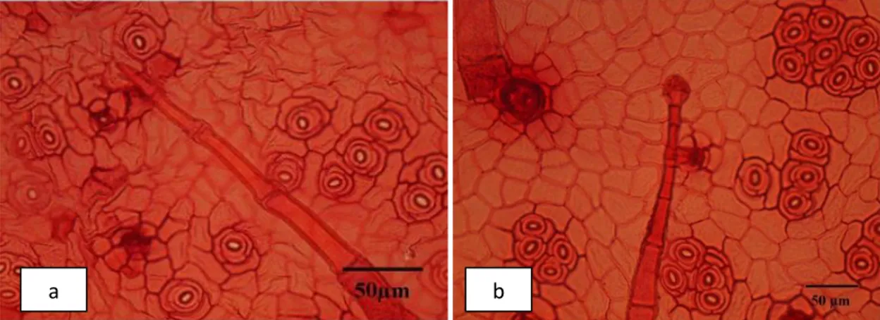 Gambar 5.  Tipe trikoma (a) non glandular dan (b) glandular. 