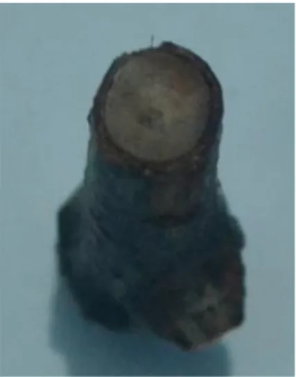 Gambar 4.  Akar Rhizopora apiculata.A. Morfologi Akar B. Anatomi Akar  Sumber: Dokumen pribadi 