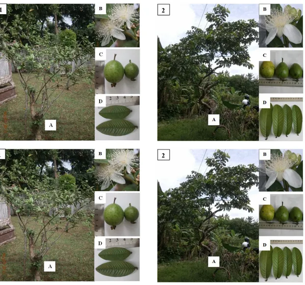 Gambar 2. Proses perkembangan kecambah P. cujavillus (A) dan P. guajava (B) hingga terbentuknya daun  ke10