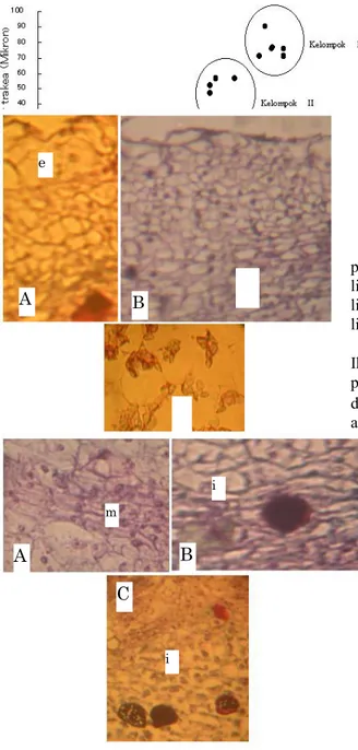 Gambar 11.   Penampang  melintang  umbi  udara  Dioscorea bulbifera.  A)  Bagian  tepi  memperlihatkan  epidermis,  B) Memperlihatkan  sel-sel  yang  aktiof  bermitosis,  C) Memperlihatkan parenkim yang mengandung pati