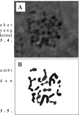 Gambar 13.   Metafase  mitosis  pada  ujung  akar Dioscorea  bulbifera.  A) Fotomikroskop metafase mitosis, B) Diagram metafase mitosis