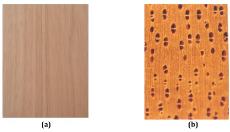 Figure 2. Macro structure of jabon merah wood (A. macrophyllus): tangential surface (a) and macro structure of cross section, magnification of 10x (b)
