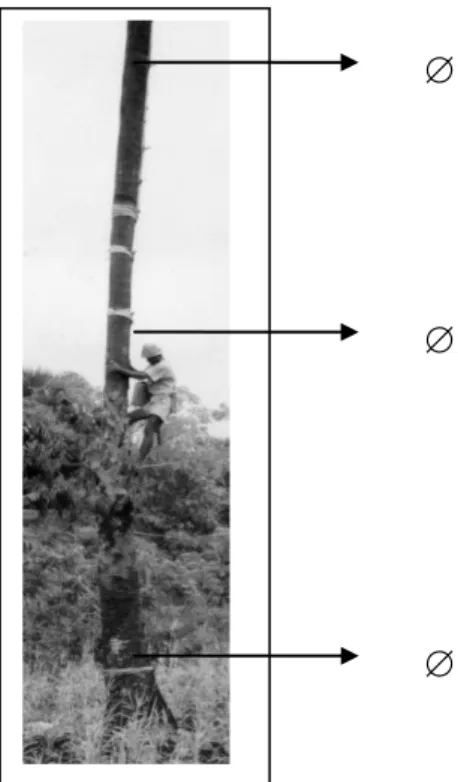 Gambar 2.  Proporsi diameter batang lontar 