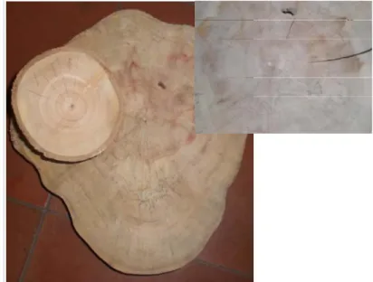 Gambar 18. Pewarnaan pada batang JUN umur 5 tahun  (a); dan (b) permukaan  melintang kayu jati konvensional umur 5 tahun