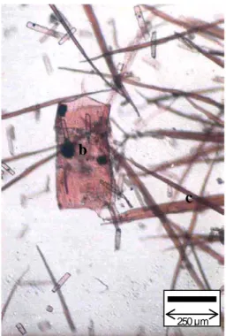 Gambar 7. Noktah antar pembuluh (a) dan pembuluh (b) serta serat (c) yang terurai pada  preparat maserasi kayu Castanopsis tungurrut (Blume) A.DC