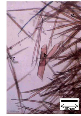 Figure 9. Intervessel pit (a), vessel (b) and fiber (c) shown on macerated samples of      Acer laurinum Hassk