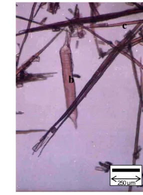 Figure 11. Intervessel pit (a), vessel (b) and fiber (c) shown on macerated samples        of Sloanea sigun (Blume) K.Schum