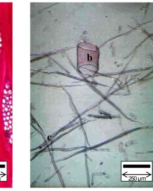 Figure 13. Intervessel pit (a), vessel (b) and fiber (c) shown on macerated samples        of Azadirachta indica A.H.L