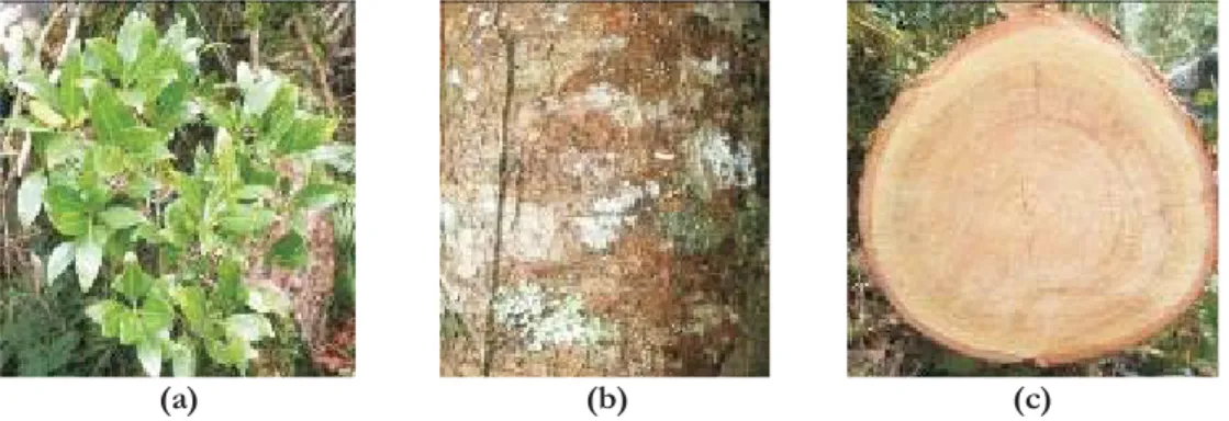 Gambar 1. Kayu kambelu ( ): daun (a), kulit batang (b) dan penampang melintang batang (c)