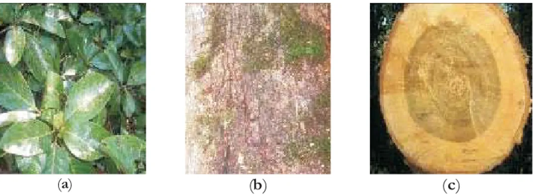 Gambar 2. Kayu kanduruan ( ): daun (a), kulit batang (b) dan penampang melintang batang (c)