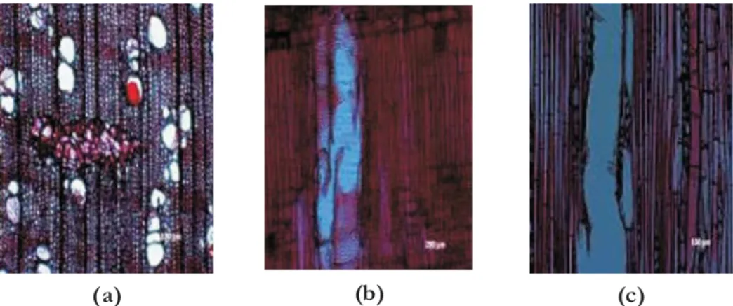 Gambar 5. Struktur mikroskopis kayu kambelu : penampang melintang (a), penampang radial (b) dan penampang tangensial (c)