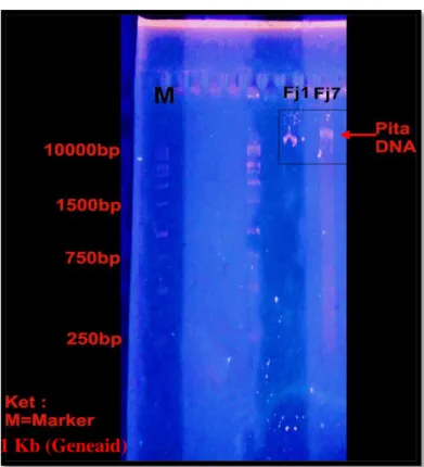 Gambar 10. Cetakan DNA bakteri hasil elektroforesis 1 Kb (Geneaid) 