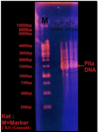 Gambar 11. Hasil amplifikasi gen 16S rRNA PCR 