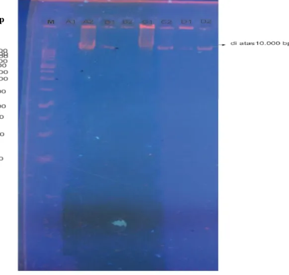 Gambar 7. Elektroforegram Isolasi DNA Genom 