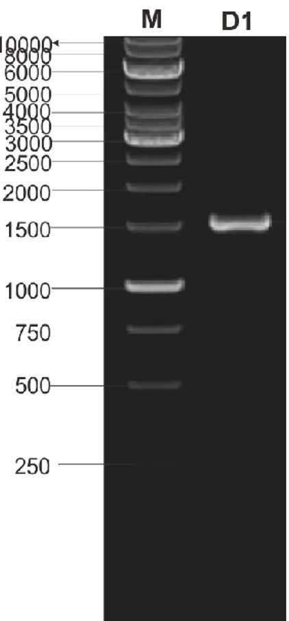 Gambar 9. Hasil Purifikasi Produk PCR oleh 1 st  BASE  Keterangan gambar 
